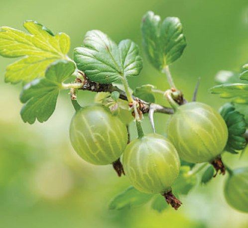 Amla