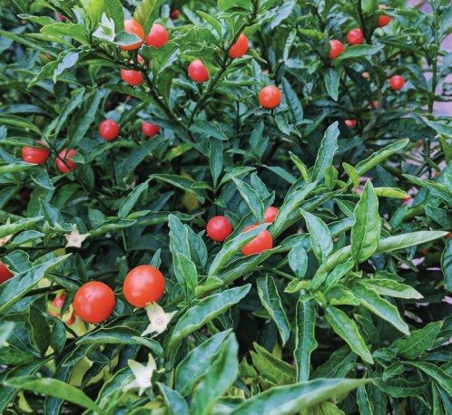Ashwagandha