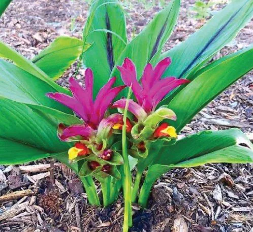Black Turmeric