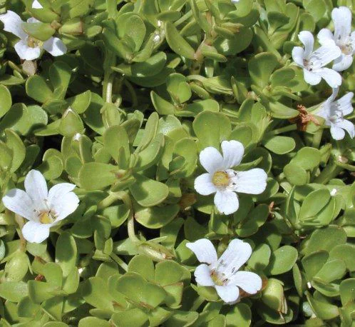 Brahmi