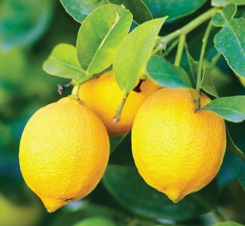 Kagzi Nimbu