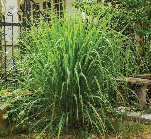 Lemongrass