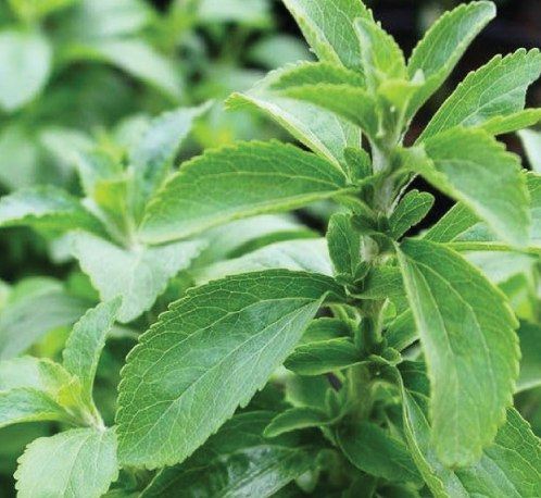 Stevia