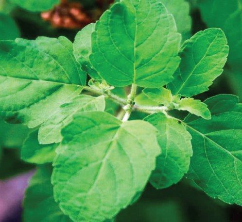 Tulsi